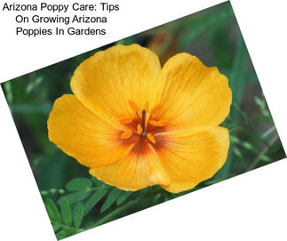 Arizona Poppy Care: Tips On Growing Arizona Poppies In Gardens