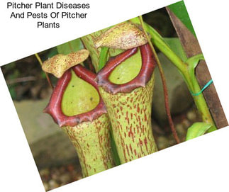 Pitcher Plant Diseases And Pests Of Pitcher Plants