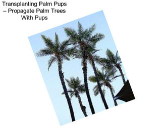 Transplanting Palm Pups – Propagate Palm Trees With Pups