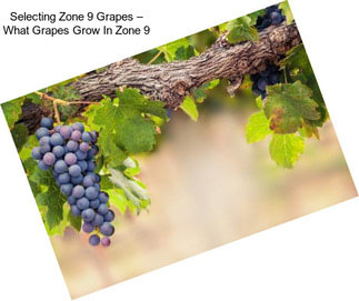 Selecting Zone 9 Grapes – What Grapes Grow In Zone 9