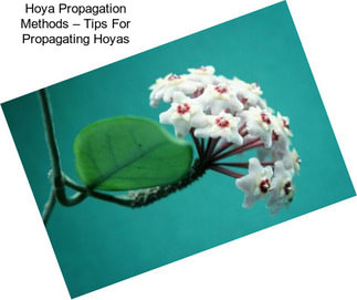 Hoya Propagation Methods – Tips For Propagating Hoyas