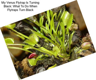 My Venus Flytrap Is Turning Black: What To Do When Flytraps Turn Black