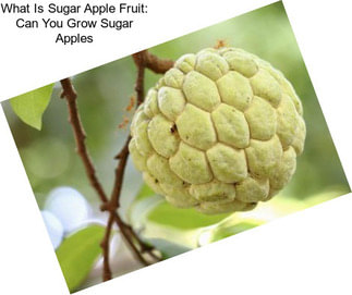 What Is Sugar Apple Fruit: Can You Grow Sugar Apples