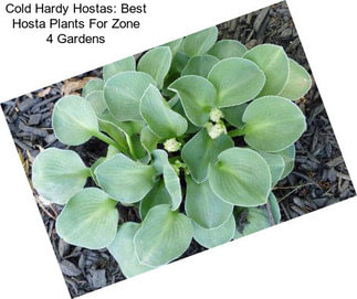 Cold Hardy Hostas: Best Hosta Plants For Zone 4 Gardens