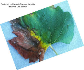 Bacterial Leaf Scorch Disease: What Is Bacterial Leaf Scorch