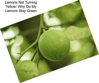 Lemons Not Turning Yellow: Why Do My Lemons Stay Green