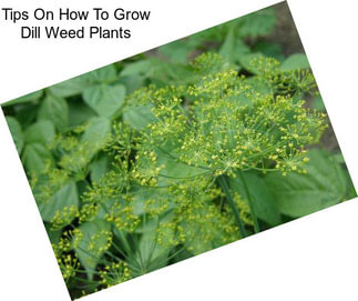 Tips On How To Grow Dill Weed Plants