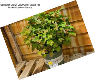 Container Grown Viburnums: Caring For Potted Viburnum Shrubs