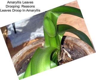 Amaryllis Leaves Drooping: Reasons Leaves Droop In Amaryllis
