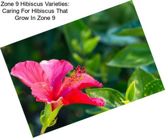 Zone 9 Hibiscus Varieties: Caring For Hibiscus That Grow In Zone 9