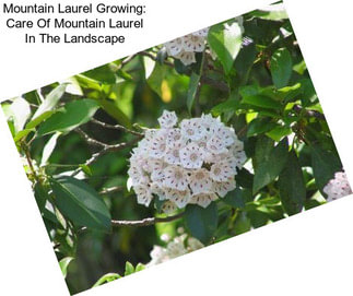 Mountain Laurel Growing: Care Of Mountain Laurel In The Landscape