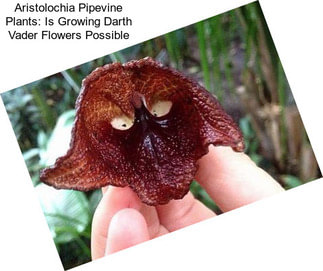 Aristolochia Pipevine Plants: Is Growing Darth Vader Flowers Possible