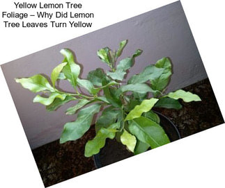 Yellow Lemon Tree Foliage – Why Did Lemon Tree Leaves Turn Yellow