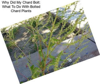 Why Did My Chard Bolt: What To Do With Bolted Chard Plants