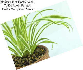Spider Plant Gnats: What To Do About Fungus Gnats On Spider Plants