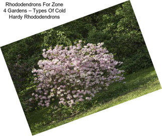 Rhododendrons For Zone 4 Gardens – Types Of Cold Hardy Rhododendrons