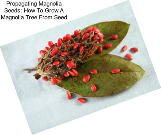 Propagating Magnolia Seeds: How To Grow A Magnolia Tree From Seed