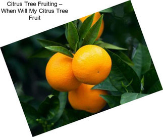Citrus Tree Fruiting – When Will My Citrus Tree Fruit