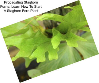 Propagating Staghorn Ferns: Learn How To Start A Staghorn Fern Plant