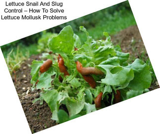 Lettuce Snail And Slug Control – How To Solve Lettuce Mollusk Problems
