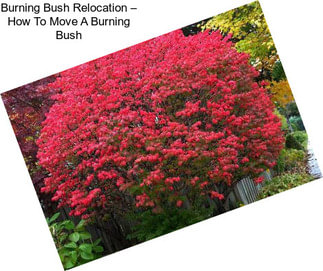 Burning Bush Relocation – How To Move A Burning Bush