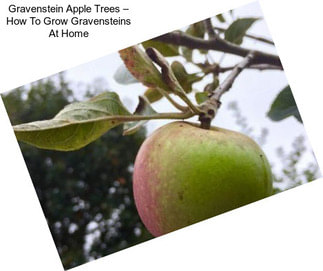 Gravenstein Apple Trees – How To Grow Gravensteins At Home
