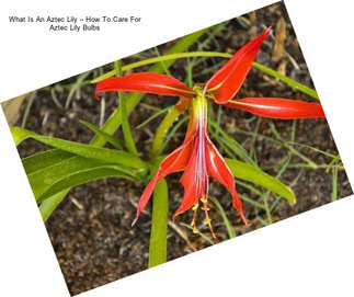 What Is An Aztec Lily – How To Care For Aztec Lily Bulbs