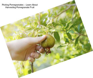 Picking Pomegranates – Learn About Harvesting Pomegranate Fruit