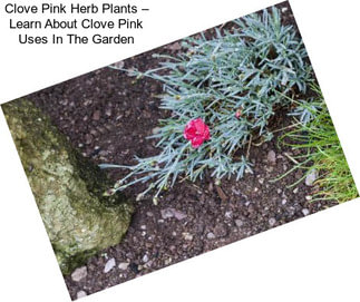 Clove Pink Herb Plants – Learn About Clove Pink Uses In The Garden