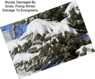 Shrubs Damaged By Snow: Fixing Winter Damage To Evergreens