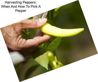 Harvesting Peppers: When And How To Pick A Pepper