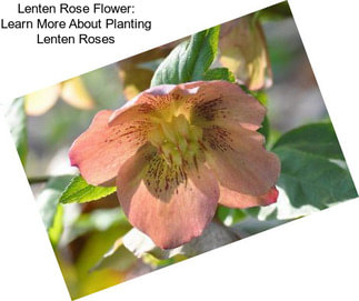 Lenten Rose Flower: Learn More About Planting Lenten Roses