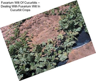 Fusarium Wilt Of Cucurbits – Dealing With Fusarium Wilt In Cucurbit Crops