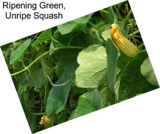Ripening Green, Unripe Squash