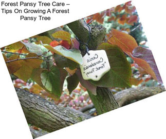 Forest Pansy Tree Care – Tips On Growing A Forest Pansy Tree