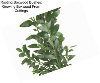 Rooting Boxwood Bushes: Growing Boxwood From Cuttings