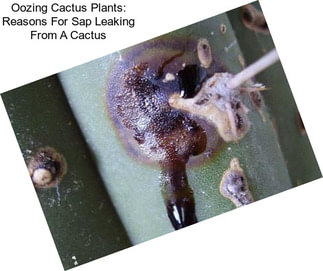Oozing Cactus Plants: Reasons For Sap Leaking From A Cactus