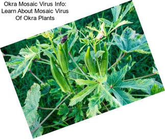 Okra Mosaic Virus Info: Learn About Mosaic Virus Of Okra Plants