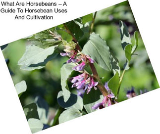 What Are Horsebeans – A Guide To Horsebean Uses And Cultivation