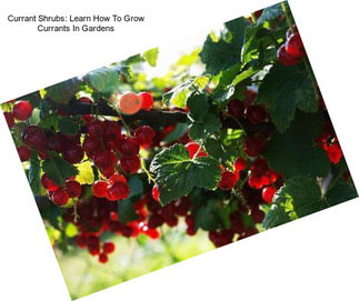 Currant Shrubs: Learn How To Grow Currants In Gardens