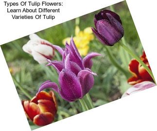 Types Of Tulip Flowers: Learn About Different Varieties Of Tulip