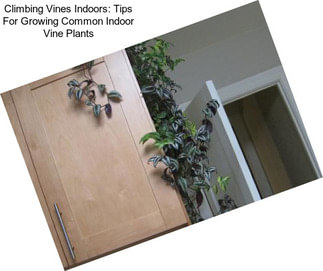 Climbing Vines Indoors: Tips For Growing Common Indoor Vine Plants