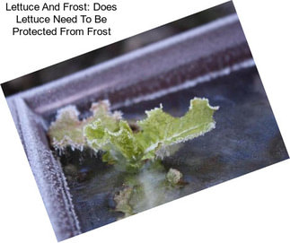 Lettuce And Frost: Does Lettuce Need To Be Protected From Frost