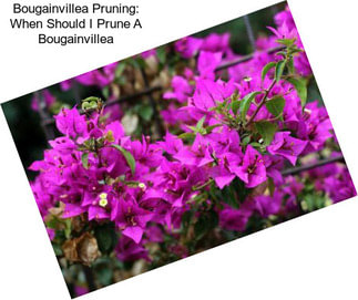 Bougainvillea Pruning: When Should I Prune A Bougainvillea