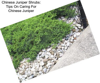 Chinese Juniper Shrubs: Tips On Caring For Chinese Juniper