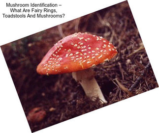 Mushroom Identification – What Are Fairy Rings, Toadstools And Mushrooms?