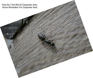 How Do I Get Rid Of Carpenter Ants: Home Remedies For Carpenter Ants