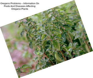 Oregano Problems – Information On Pests And Diseases Affecting Oregano Plants