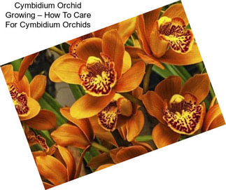 Cymbidium Orchid Growing – How To Care For Cymbidium Orchids