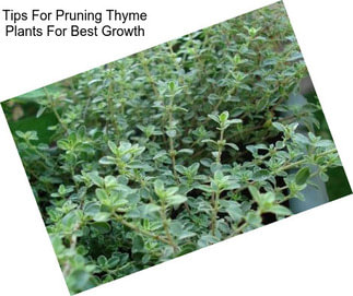 Tips For Pruning Thyme Plants For Best Growth